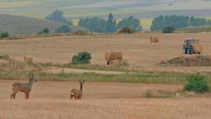 UCCL pide un plan de emergencia de control de fauna salvaje UCCL pide un plan de emergencia de control de fauna salvaje