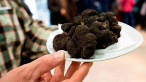 La Diputación atiende 17 proyectos para el cultivo de la trufa negra La Diputación atiende 17 proyectos para el cultivo de la trufa negra