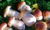 Vinuesa ya cuenta con ordenanza micológica propia Vinuesa ya cuenta con ordenanza micológica propia