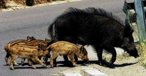 Un proyecto piloto reduce la siniestralidad por irrupción de animales en calzada Un proyecto piloto reduce la siniestralidad por irrupción de animales en calzada