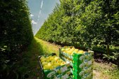 Nufri recogerá 25 millones de manzanas esta campaña Nufri recogerá 25 millones de manzanas esta campaña