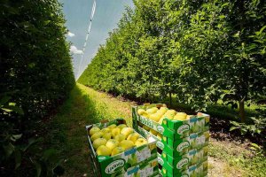 Nufri recogerá 25 millones de manzanas esta campaña Nufri recogerá 25 millones de manzanas esta campaña