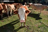 Vinuesa organiza su XIX feria ganadera Vinuesa organiza su XIX feria ganadera