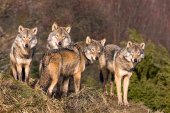 Los ataques de lobos aumentan en el primer semestre de 2018 Los ataques de lobos aumentan en el primer semestre de 2018