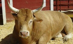 La Diputación concede 2.000 euros a la asociación de productores de ganado vacuno La Diputación concede 2.000 euros a la asociación de productores de ganado vacuno