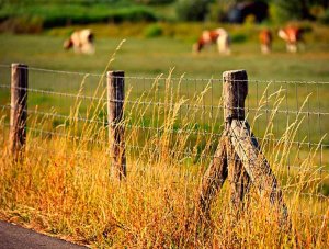 Los nuevos autónomos del medio rural ya tienen tarifa plana Los nuevos autónomos del medio rural ya tienen tarifa plana