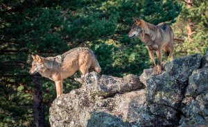 Estimado el recurso de alzada de ASCEL contra la caza del lobo Estimado el recurso de alzada de ASCEL contra la caza del lobo