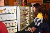 Cita con la XV Feria de Micología y Naturaleza, de San Leonardo Cita con la XV Feria de Micología y Naturaleza, de San Leonardo