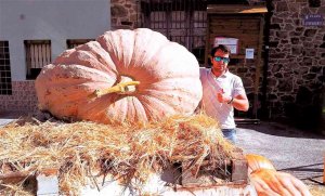 V Concurso de Calabazas Gigantes, en San Esteban de Gormaz V Concurso de Calabazas Gigantes, en San Esteban de Gormaz