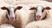 Pago del anticipo de las ayudas asociadas al ovino y caprino Pago del anticipo de las ayudas asociadas al ovino y caprino