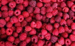 Permiso para el proyecto de plantación de frutos rojos en El Royo Permiso para el proyecto de plantación de frutos rojos en El Royo