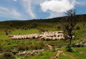 Tierras Altas despide a los pastores trashumantes Tierras Altas despide a los pastores trashumantes