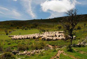 Tierras Altas despide a los pastores trashumantes Tierras Altas despide a los pastores trashumantes