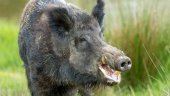 Un jabalí hiere a un cazador en Yanguas Un jabalí hiere a un cazador en Yanguas
