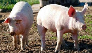 Concentración de ASAJA para apoyar al sector porcino Concentración de ASAJA para apoyar al sector porcino