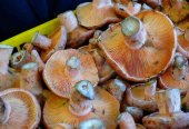 Curso de iniciación a la micología Curso de iniciación a la micología