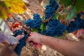 Vendimia de récord en la denominación de origen Ribera del Duero Vendimia de récord en la denominación de origen Ribera del Duero