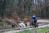 Jorge García, plata en el Campeonato de España de mushing de tierra Jorge García, plata en el Campeonato de España de mushing de tierra