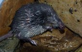 El desmán ibérico vive en 800 kilómetros de ríos de la Comunidad El desmán ibérico vive en 800 kilómetros de ríos de la Comunidad