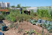 Abierto el plazo para optar a los huertos municipales ecológicos Abierto el plazo para optar a los huertos municipales ecológicos