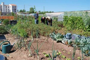Abierto el plazo para optar a los huertos municipales ecológicos Abierto el plazo para optar a los huertos municipales ecológicos