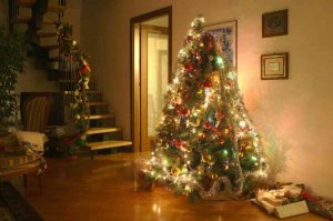 Reparto de "pinos" de Navidad ecológicos y solidarios Reparto de "pinos" de Navidad ecológicos y solidarios