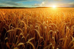 ASAJA pide ampliar el plazo para contratar el seguro agrario ASAJA pide ampliar el plazo para contratar el seguro agrario