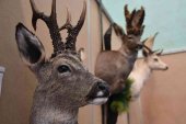 La reserva de caza de Urbión aprueba su plan anual para 2019-2020 La reserva de caza de Urbión aprueba su plan anual para 2019-2020