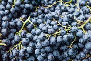 Ampliado el plazo para los seguros de uva y cultivos herbáceos Ampliado el plazo para los seguros de uva y cultivos herbáceos