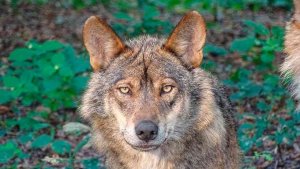 El Tribunal Supremo anula el Plan de Gestión del Lobo El Tribunal Supremo anula el Plan de Gestión del Lobo