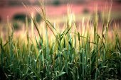 Agroseguro celebra 40 años de la ley de Seguros Agrarios Combinados Agroseguro celebra 40 años de la ley de Seguros Agrarios Combinados