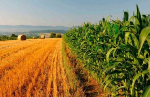 Castilla y León anticipa en dos meses 813 millones de la PAC Castilla y León anticipa en dos meses 813 millones de la PAC