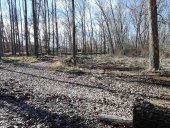 El PSOE recrimina las cortas excesivas en el parque de La Arboleda El PSOE recrimina las cortas excesivas en el parque de La Arboleda