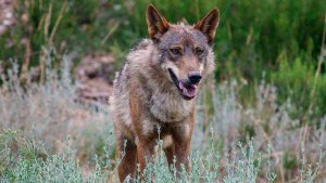 COAG considera "lamentable" la anulación del Plan de gestión del lobo COAG considera "lamentable" la anulación del Plan de gestión del lobo