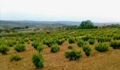 La Junta actualiza la orden que regula el potencial vitícola de la Comunidad La Junta actualiza la orden que regula el potencial vitícola de la Comunidad