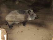 Un vecino de Villaciervos tenía un jabalí en una nave Un vecino de Villaciervos tenía un jabalí en una nave