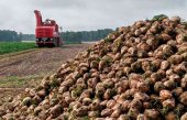 La Junta abonará diez millones de euros por la ayuda a la remolacha La Junta abonará diez millones de euros por la ayuda a la remolacha