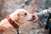 Más de la mitad de las mascotas tienen sobrepeso Más de la mitad de las mascotas tienen sobrepeso