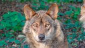 "Barbacana, la huella del lobo" se proyecta en Soria "Barbacana, la huella del lobo" se proyecta en Soria