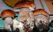 "Montes de Soria" comienza la expedición de permisos de recolección "Montes de Soria" comienza la expedición de permisos de recolección