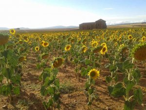 Primera edición del Certamen de Cortometrajes sobre el campo Primera edición del Certamen de Cortometrajes sobre el campo