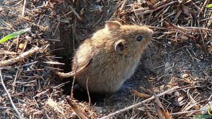 Repunte de topillos en zonas de cunetas, lindes y desagües Repunte de topillos en zonas de cunetas, lindes y desagües