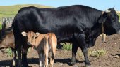 La Diputación mantiene su apuesta por la vaca serrana negra La Diputación mantiene su apuesta por la vaca serrana negra