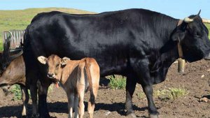 La Diputación mantiene su apuesta por la vaca serrana negra La Diputación mantiene su apuesta por la vaca serrana negra