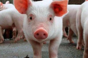 ASAJA Soria, en contra de inadmisión de evaluación ambiental de granja de Cidones ASAJA Soria, en contra de inadmisión de evaluación ambiental de granja de Cidones