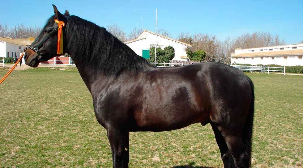 Exposición sobre 150 años de servicio de la Cría caballar de las Fuerzas Armadas Exposición sobre 150 años de servicio de la Cría caballar de las Fuerzas Armadas