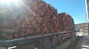 Inmovilizado camión que transportaba 11 toneladas más de las autorizadas Inmovilizado camión que transportaba 11 toneladas más de las autorizadas
