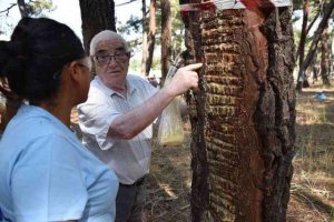 La producción resinera se mantiene en torno al millón de kilógramos La producción resinera se mantiene en torno al millón de kilógramos