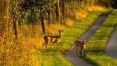 Los veterinarios estiman necesario controlar las poblaciones cinegéticas Los veterinarios estiman necesario controlar las poblaciones cinegéticas