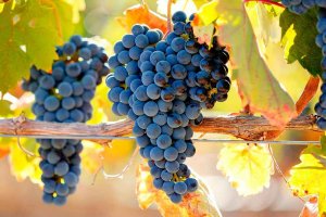 La Añada 2018 de Ribera del Duero, calificada como "muy buena" La Añada 2018 de Ribera del Duero, calificada como "muy buena"